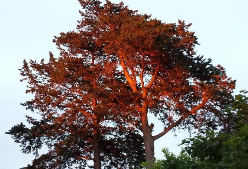 Aamiaismajoitus (B&B) Casina Romita