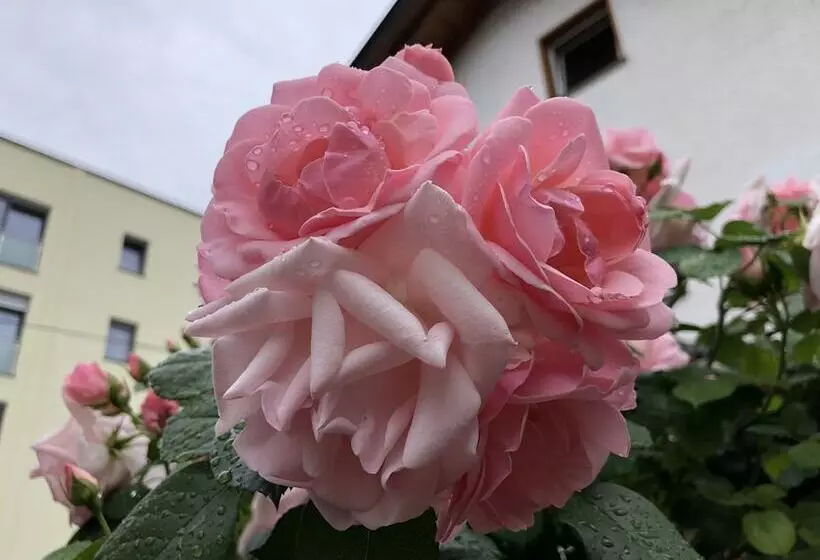 تختخواب و صبحانه Garni Villa Betty