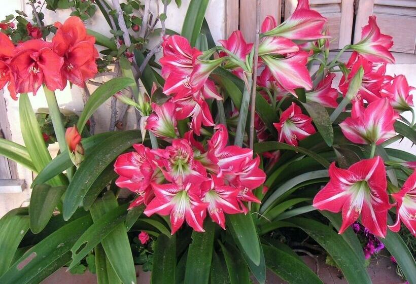 تختخواب و صبحانه La Fusarella Villa Santoro