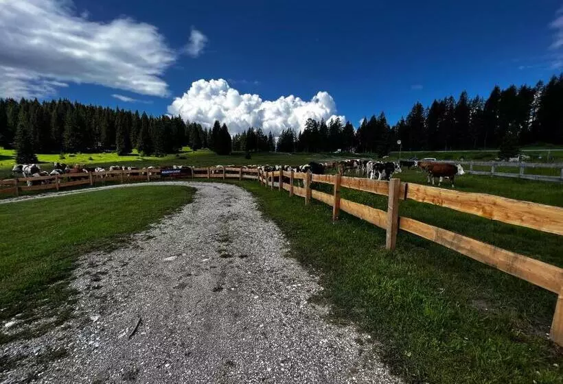 Malga Millegrobbe Nordic Resort
