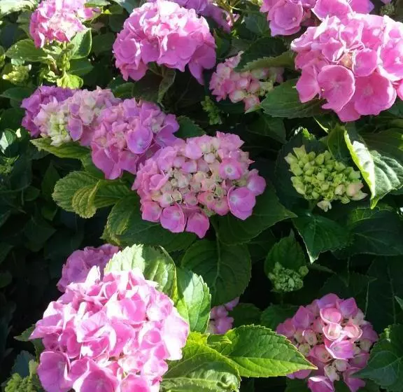 ベッドアンドブレックファースト Bed & Bistrò Che Piasì