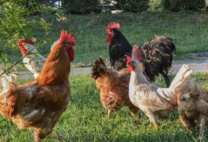 ベッドアンドブレックファースト Castello Di Cernusco Lombardone