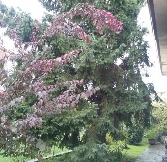 مبيت وإفطار Casa Irene