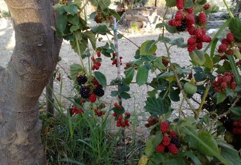 مبيت وإفطار Casale 920