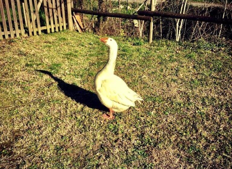 Gli Ulivi Bed & Breakfast