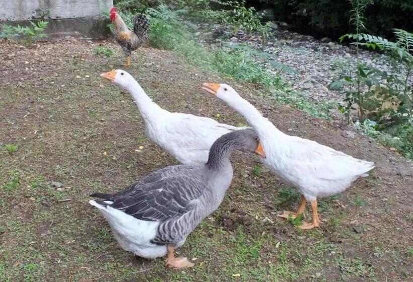 Gli Ulivi Bed & Breakfast