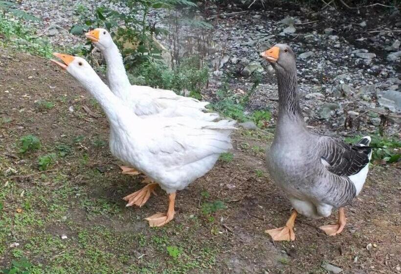 Gli Ulivi Bed & Breakfast