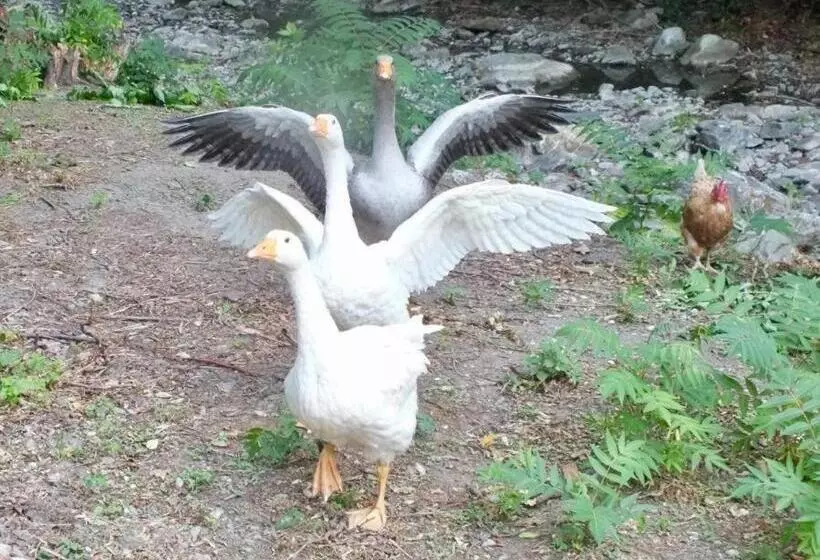 Gli Ulivi Bed & Breakfast