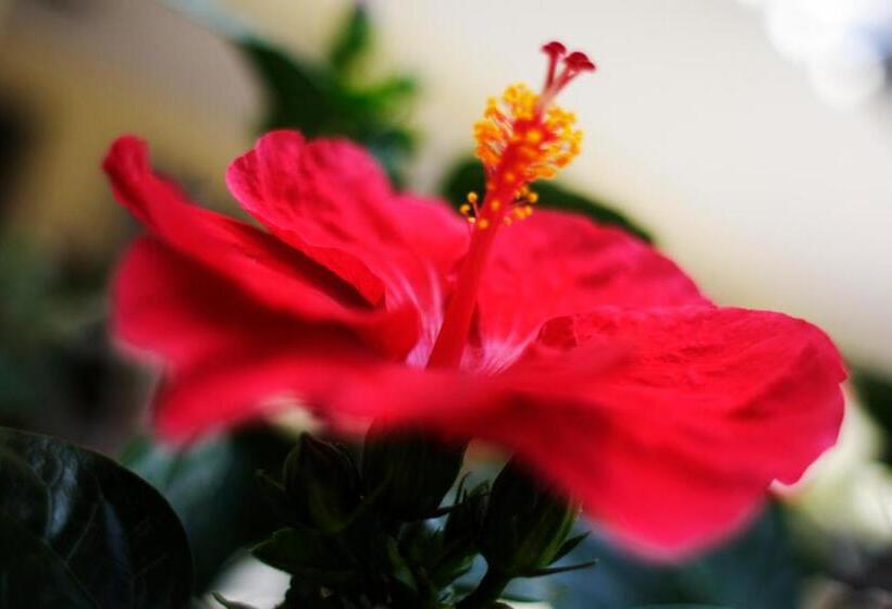 Hotel Devon Rooms & Breakfast