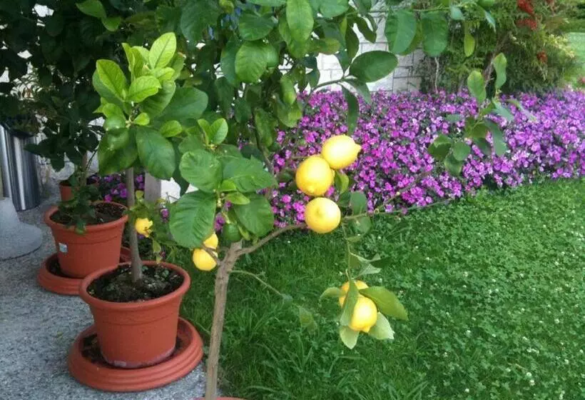 Aamiaismajoitus (B&B) Torre Degli Ulivi