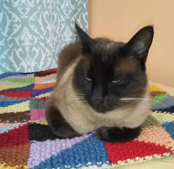 ホテル Villa Morgana