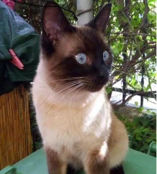 ホテル Villa Morgana