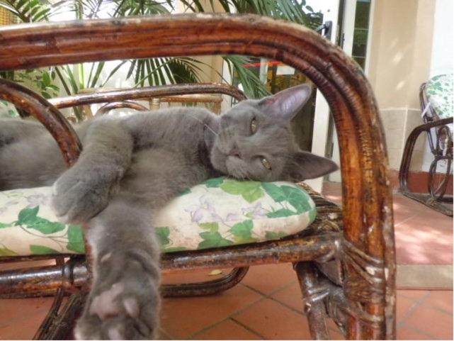 Отель Villa Morgana