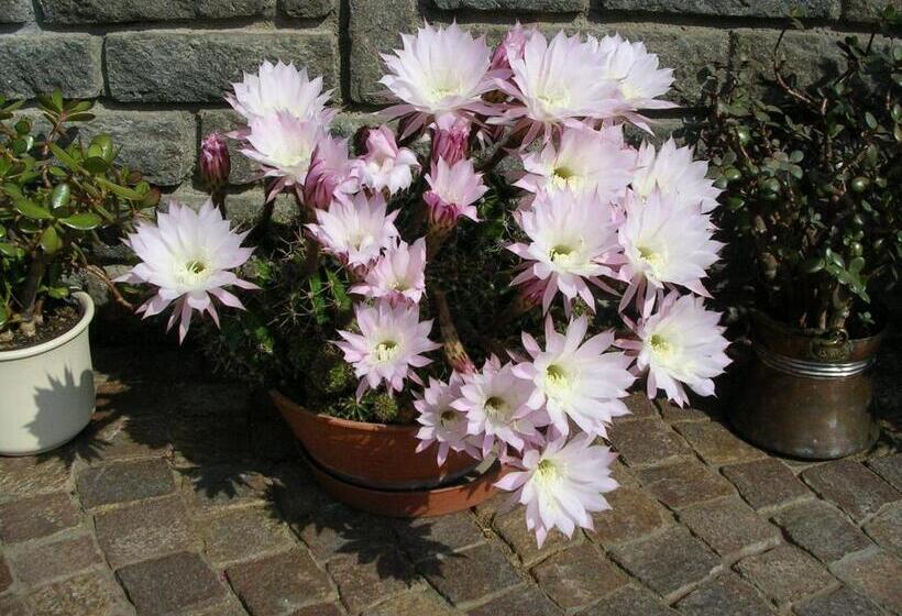 Aktiv Hotel Schönwald