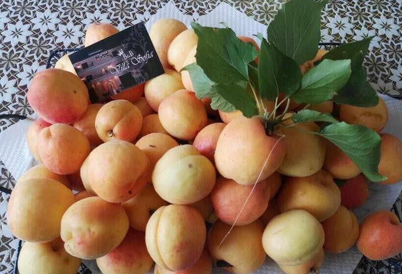 住宿加早餐 Villa Sofia