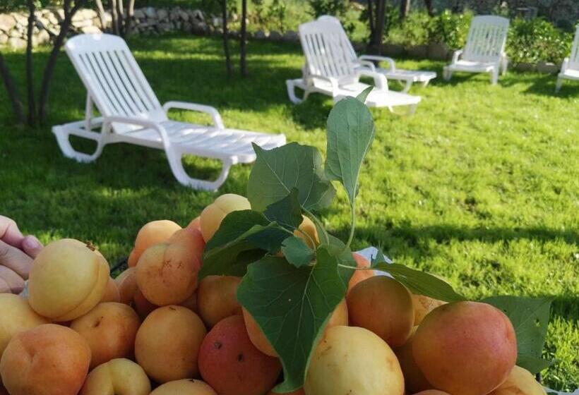 住宿加早餐 Villa Sofia