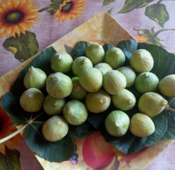 住宿加早餐 Villa Sofia