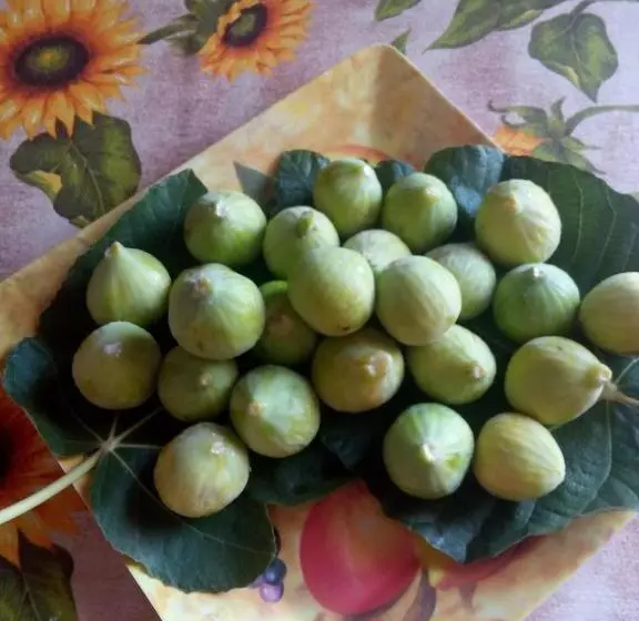 Aamiaismajoitus (B&B) Villa Sofia