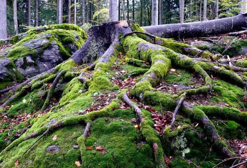 Hotelli Bayernstern  Ihr Wander & Wohlfühl