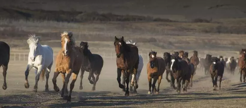 هتل Las Torres Patagonia