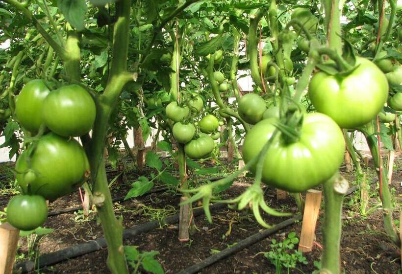 هتل Las Torres Patagonia