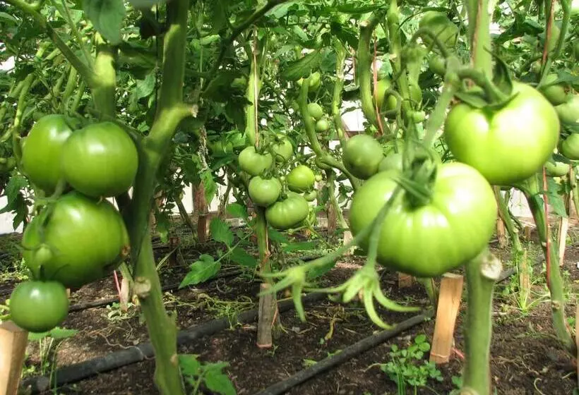 هتل Las Torres Patagonia