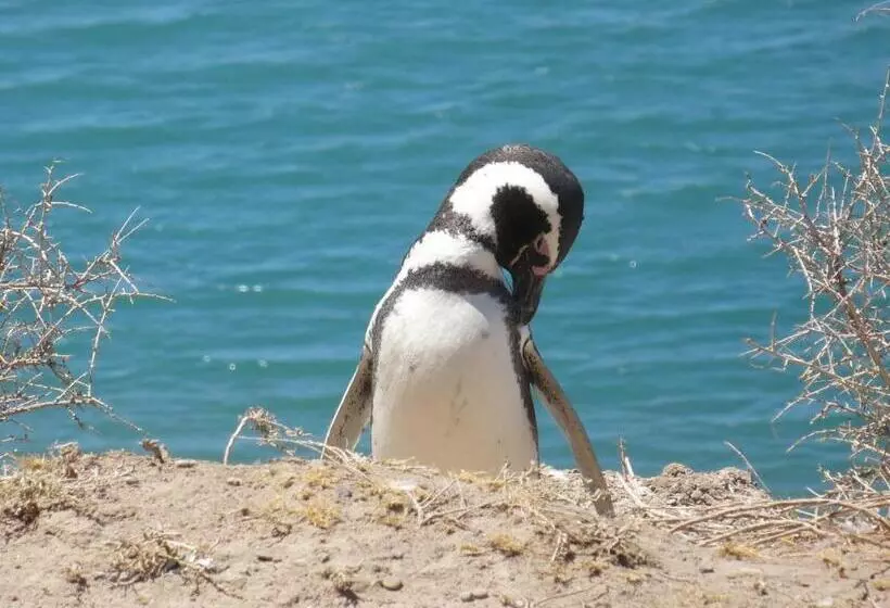 هتل Casa Patagonica