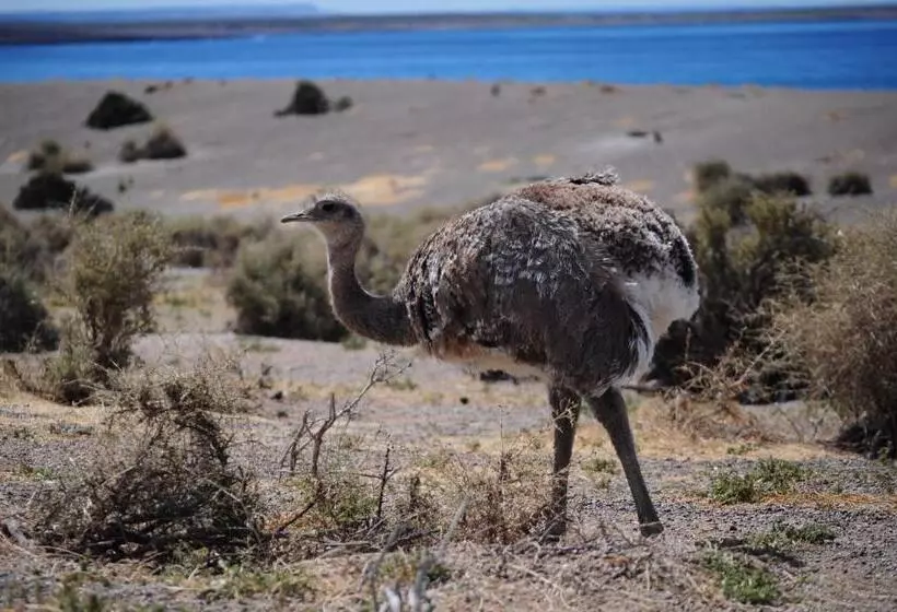 هتل Casa Patagonica