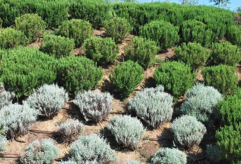 Lavanda & Rosmarino Per Due