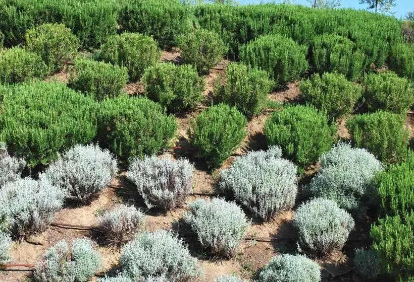 Lavanda & Rosmarino Per Due