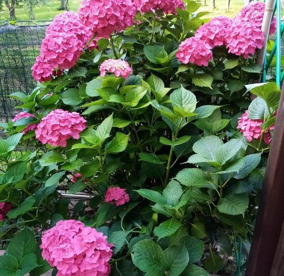 호텔 La Casa Gialla