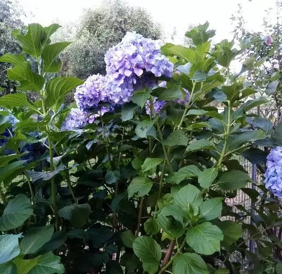 Hotelli La Casa Gialla