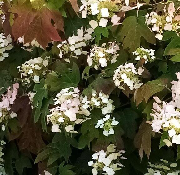 호텔 La Casa Gialla