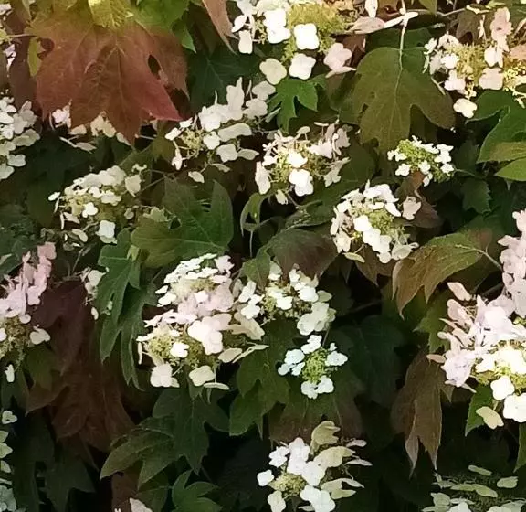 Hotelli La Casa Gialla