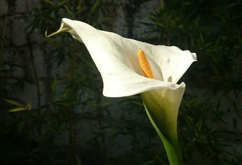 تختخواب و صبحانه Le Clos Chez Michel