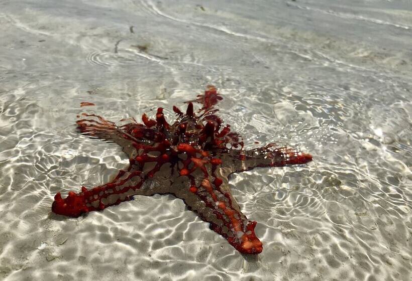 Bed and Breakfast Savera Beach Houses