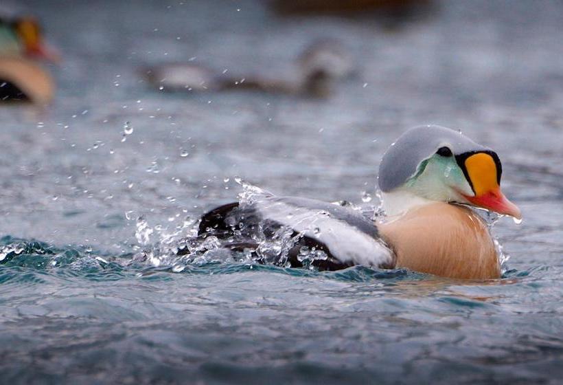 Båtsfjord Royal Hotell