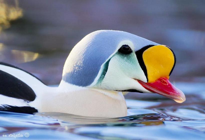 Båtsfjord Royal Hotell