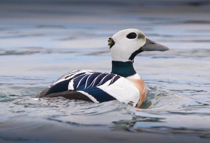 Båtsfjord Royal Hotell