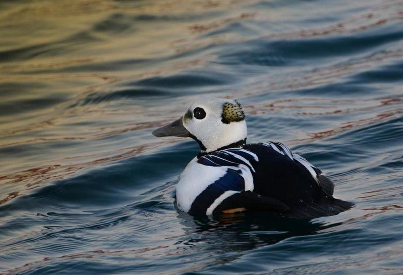 Båtsfjord Royal Hotell