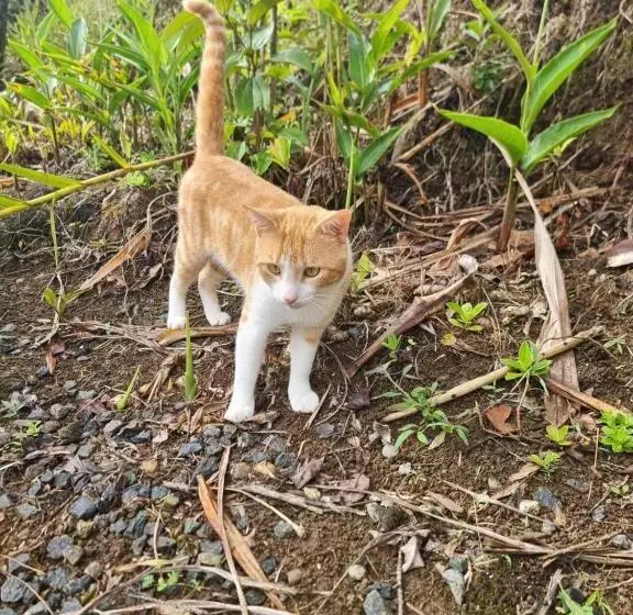 Hotelli La Rana De Arenal