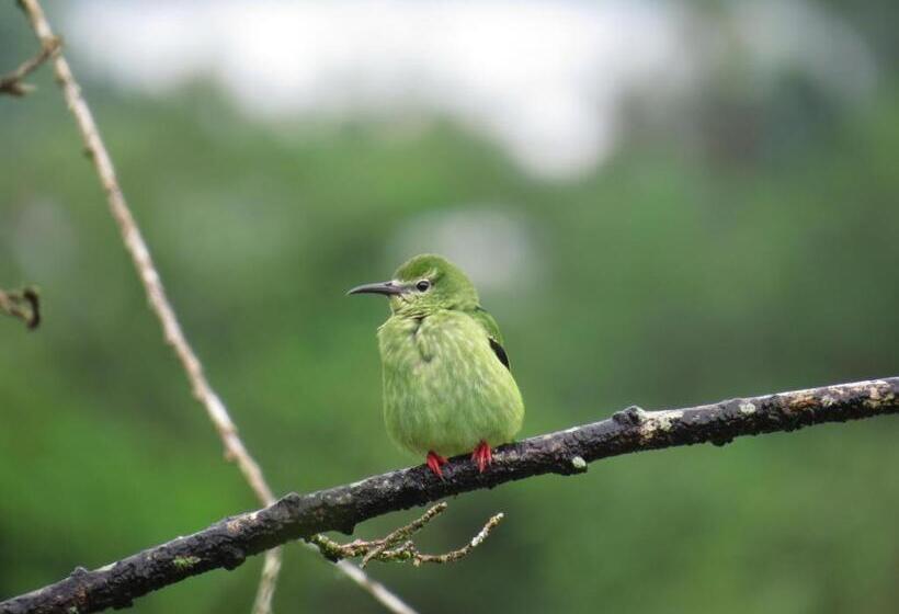호텔 La Rana De Arenal