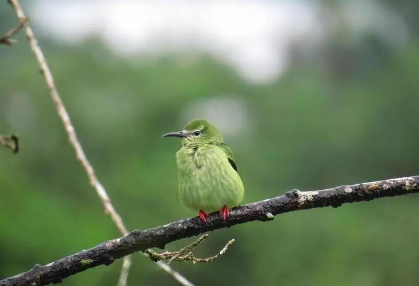 Hotelli La Rana De Arenal