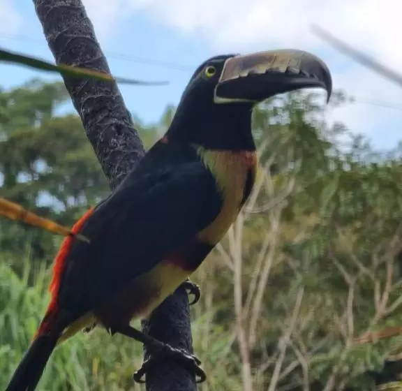 Hotelli La Rana De Arenal