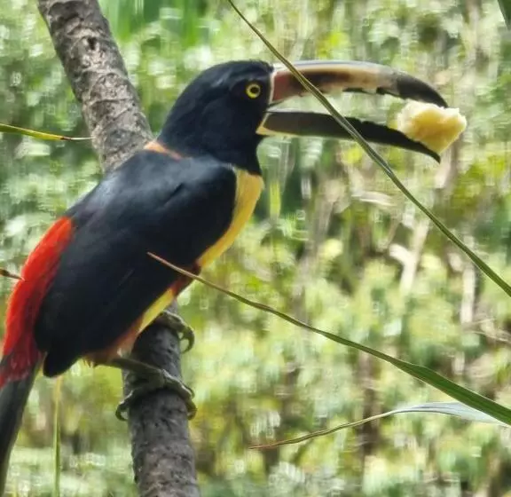 Hotelli La Rana De Arenal