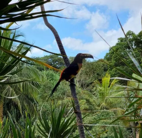 Hotelli La Rana De Arenal