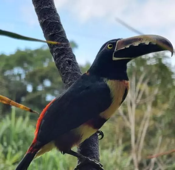 Hotelli La Rana De Arenal