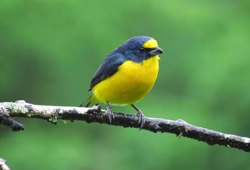 Hotelli La Rana De Arenal