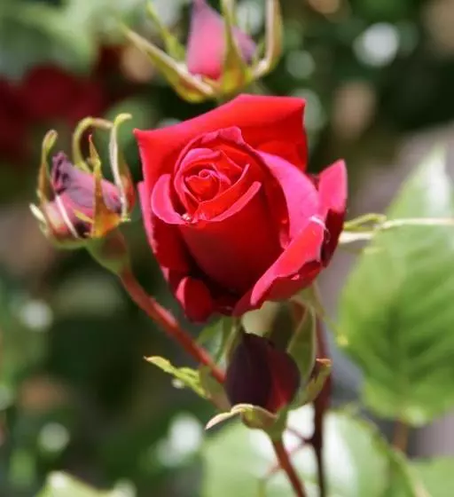 ベッドアンドブレックファースト Ferryman S Cottage