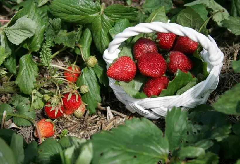 ベッドアンドブレックファースト Ferryman S Cottage